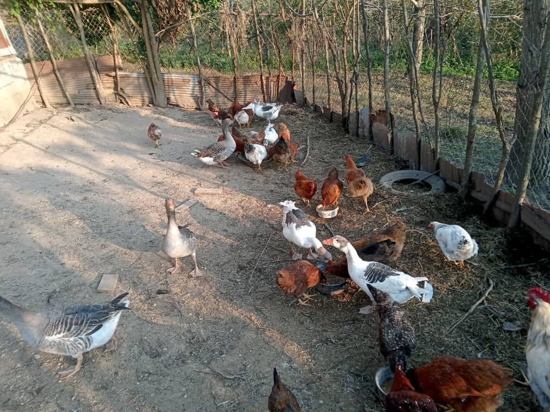 اقامتگاه مهر و یار سرا در بابل